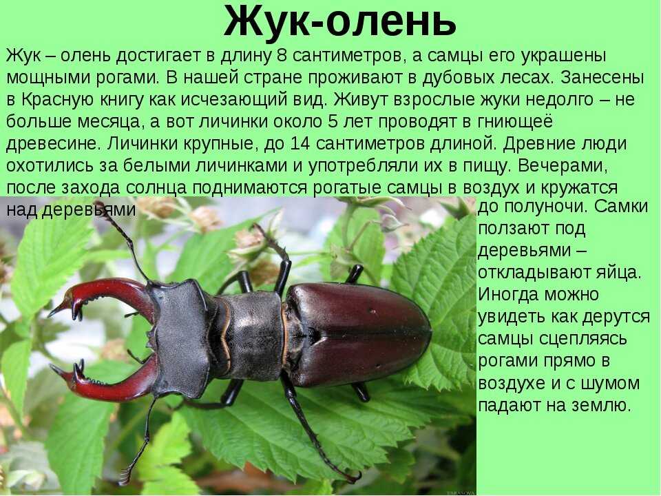 Расскажем о жуках-великанах, которые поражают своим внешним видом и размерами Узнайте, за кем гоняются коллекционеры