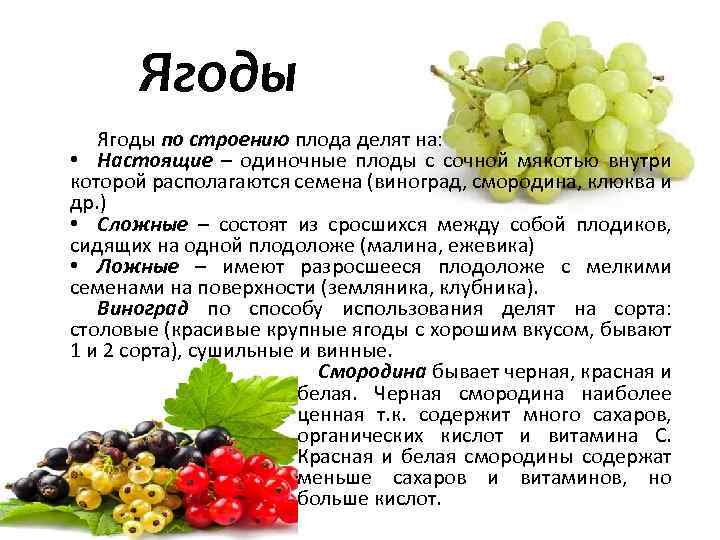 4 составляющих бизнес-плана по заморозке овощей