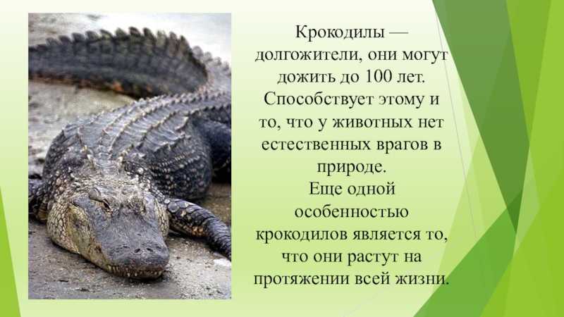 Крокодил животное. образ жизни и среда обитания крокодила | животный мир