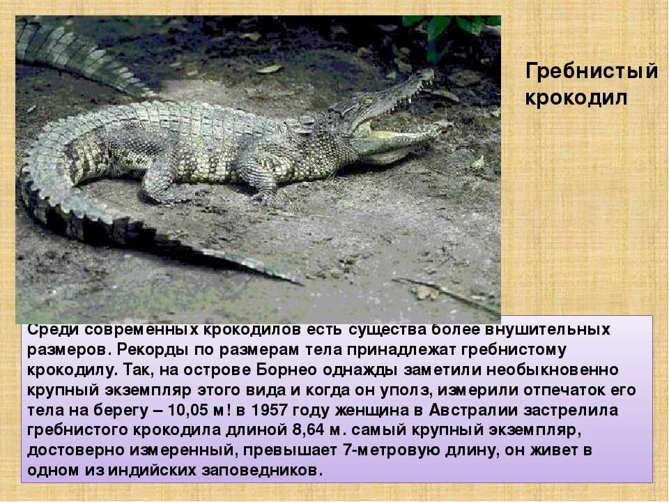 Крокодил описание. где и как живут крокодилы?
