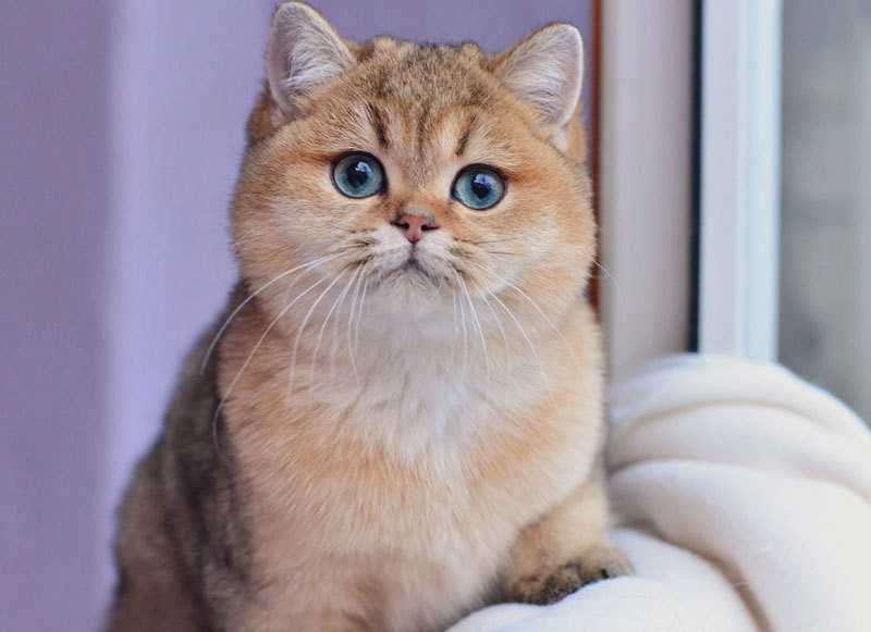 Топ-10 самых красивых пород кошек