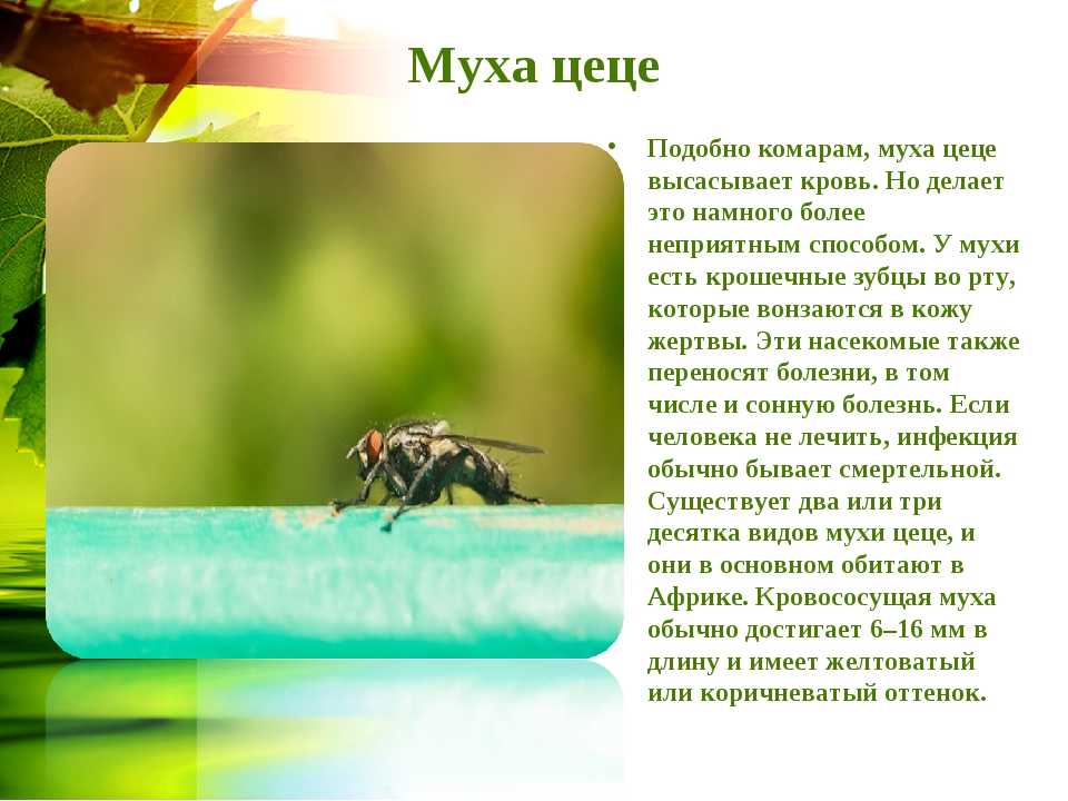 Презентация про муху