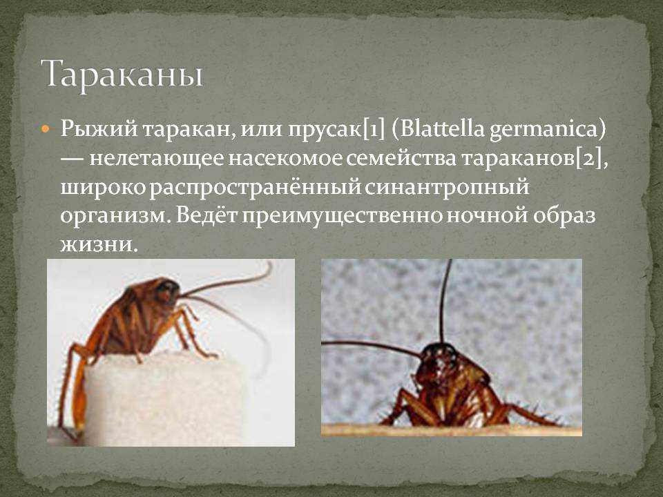 Разновидности домашних тараканов — как они выглядят