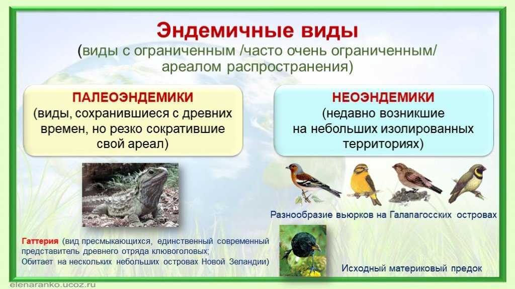 Эндемики это. Виды эндемики. Эндемичные виды это. Эндемические виды примеры. Виды эндемики примеры.