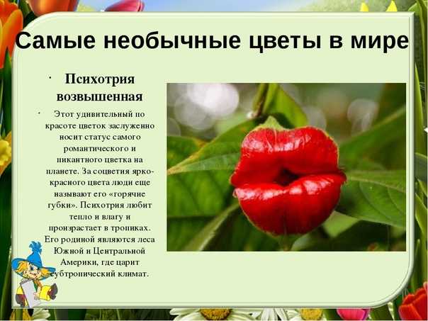 Какие бывают растения? стр. 56 - 59 окружающий мир 2 класс 1 часть