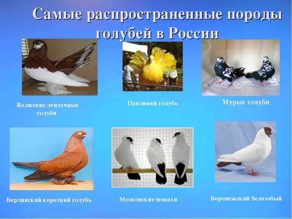 Породы голубей: фотографии, названия и описание домашних и декоративных видов