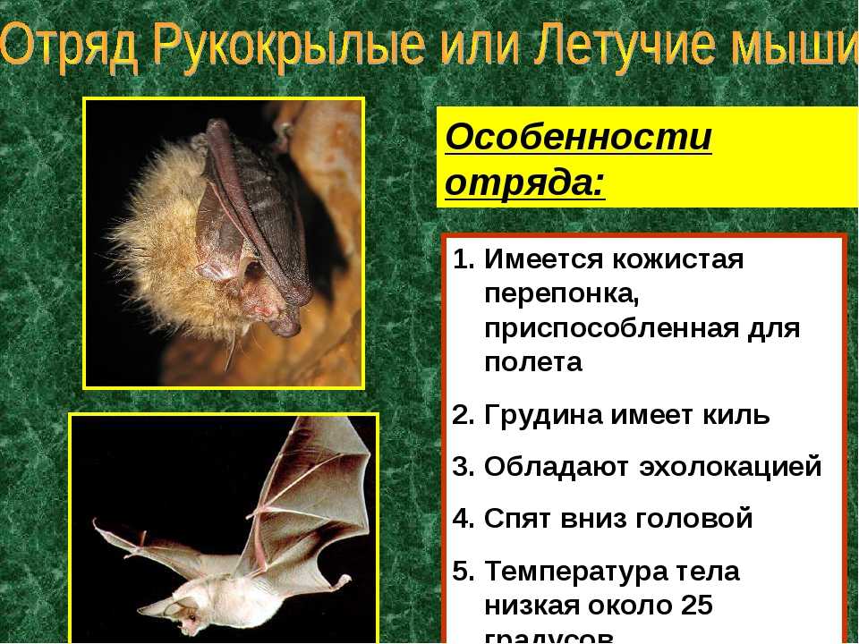 Летучая мышь: виды и описание животных, интересные факты и фото