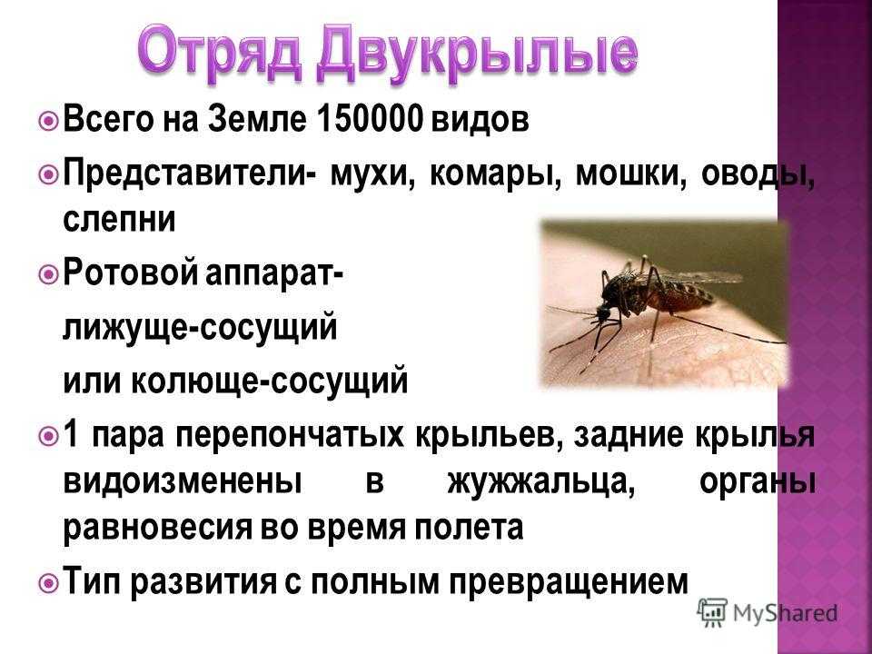 Мухи комары текст. Двукрылые краткая характеристика. Отряд насекомых Двукрылые представители. Двукрылые насекомые характеристика. Характерные признаки отряда Двукрылые.