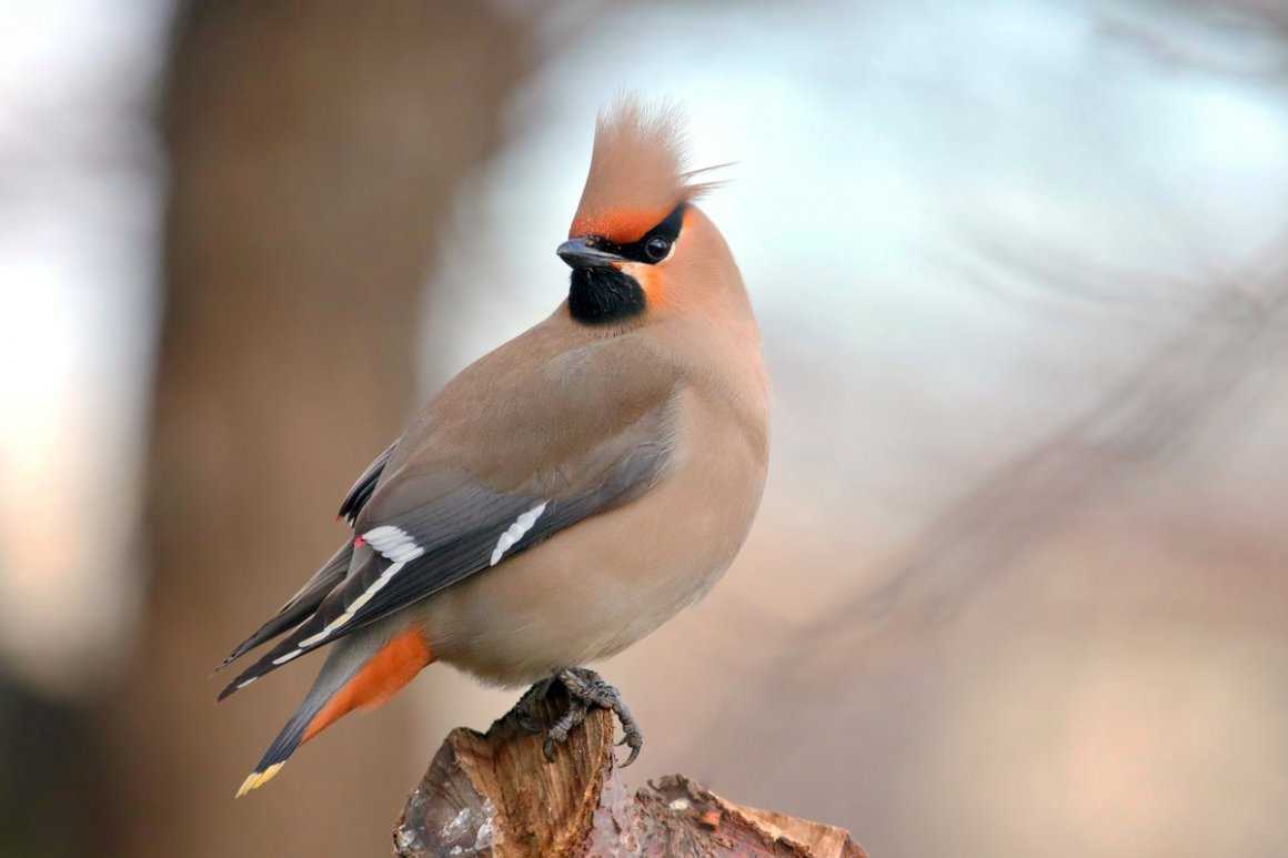 Птица с хохолком и белой грудкой название и фото