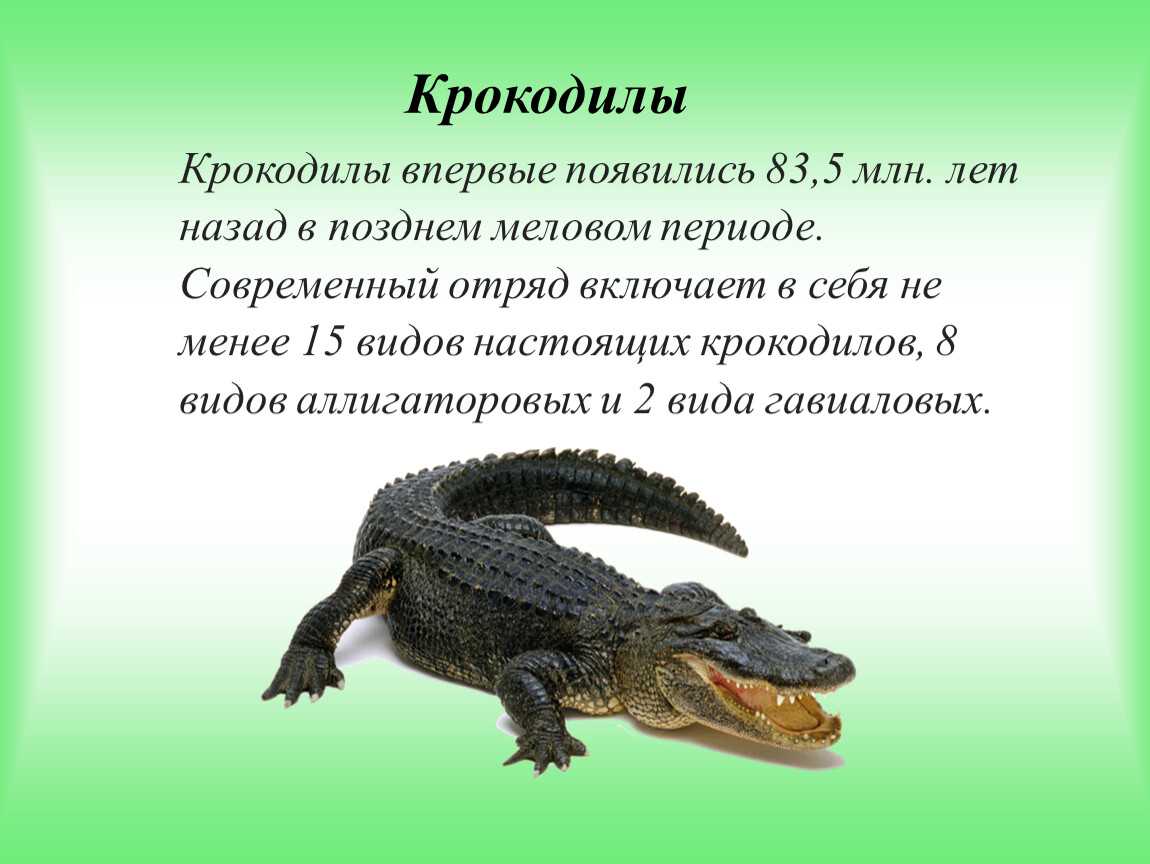 Виды крокодилов: описание, особенности и среда обитания