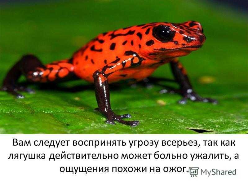 Самые большие лягушки в мире: топ-10 наиболее крупных и тяжёлых жаб