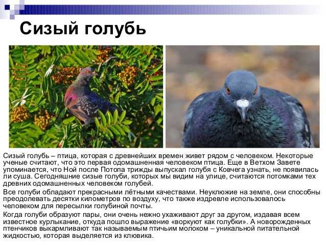 Семейство голубиных картинки с названиями и описанием