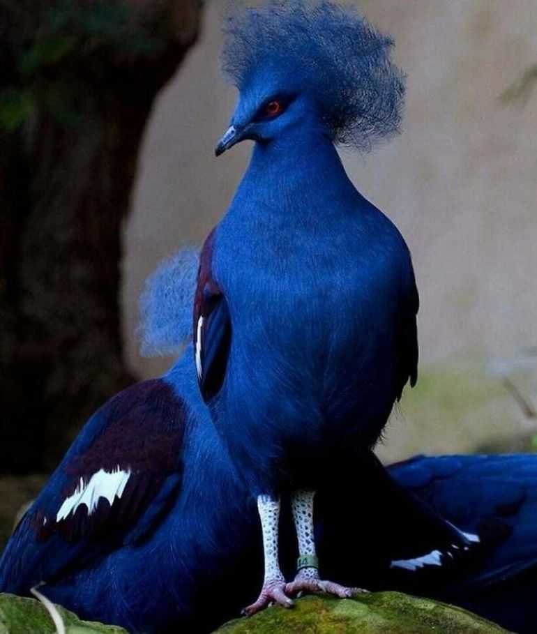 Самые красивые птицы на земле: 30 фото