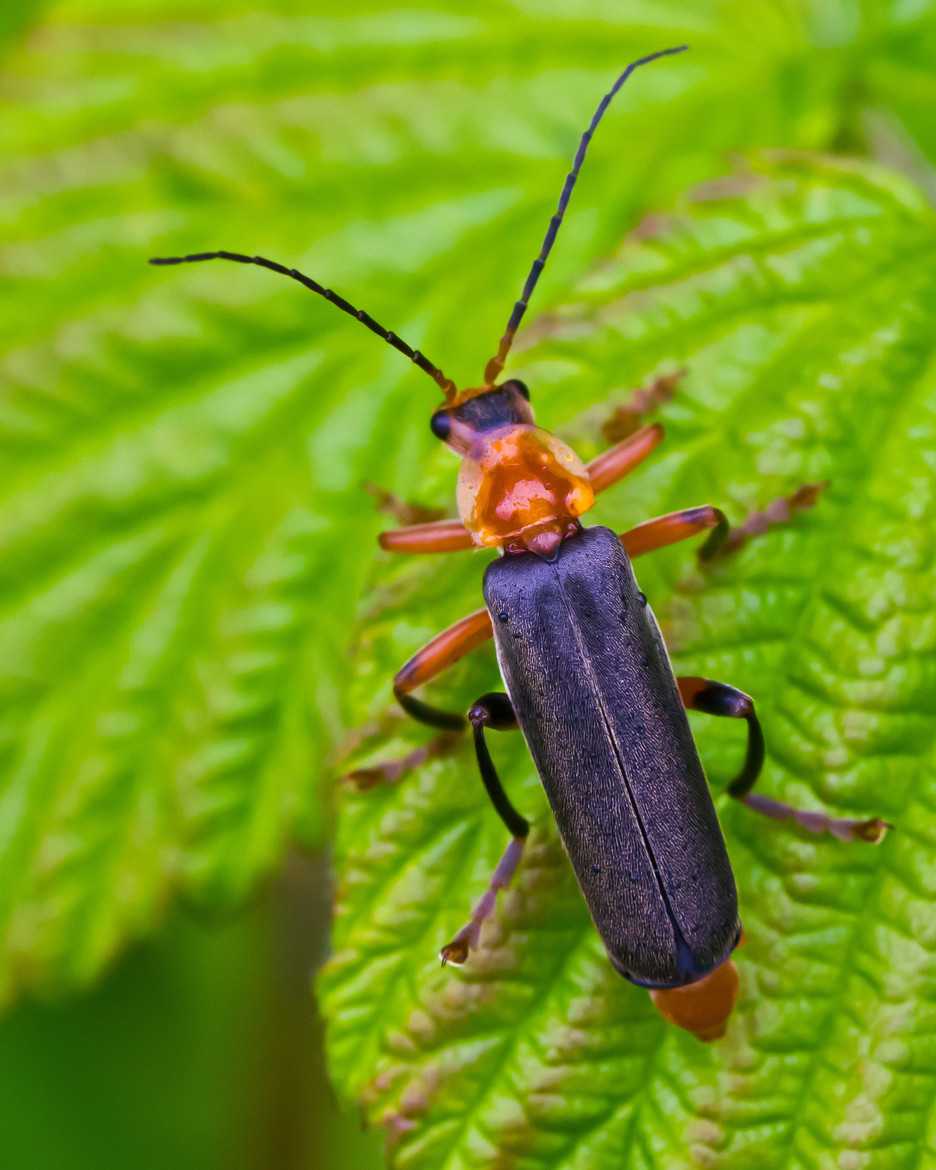 Фотографии и описание самых красивых видов жуков