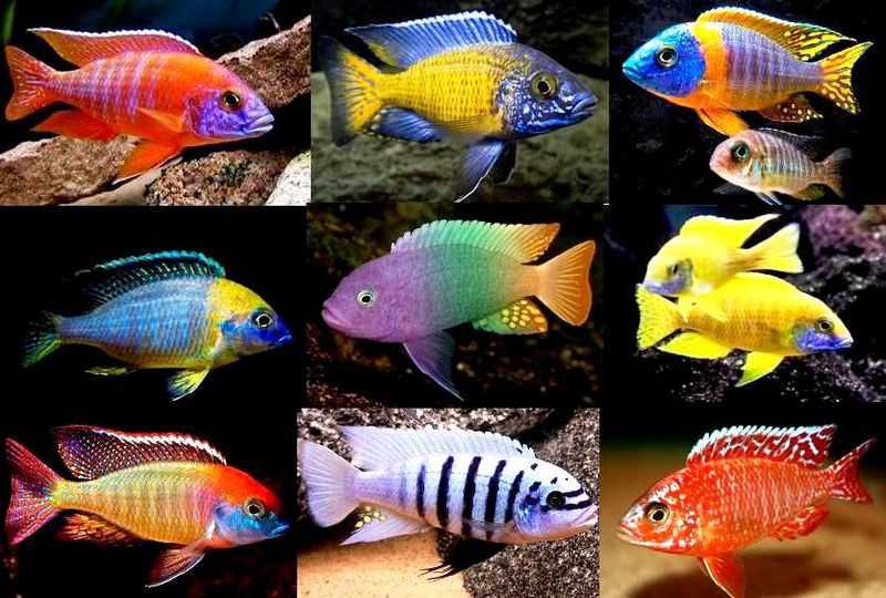 Самые популярные рыбки для аквариума фото с названиями