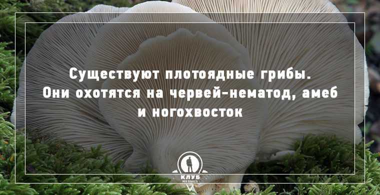 Эти загадочные грибы | статья в журнале «юный ученый»