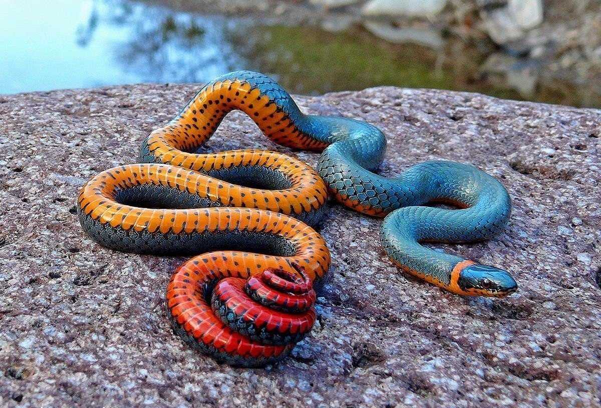 Красноточечная иловая змея