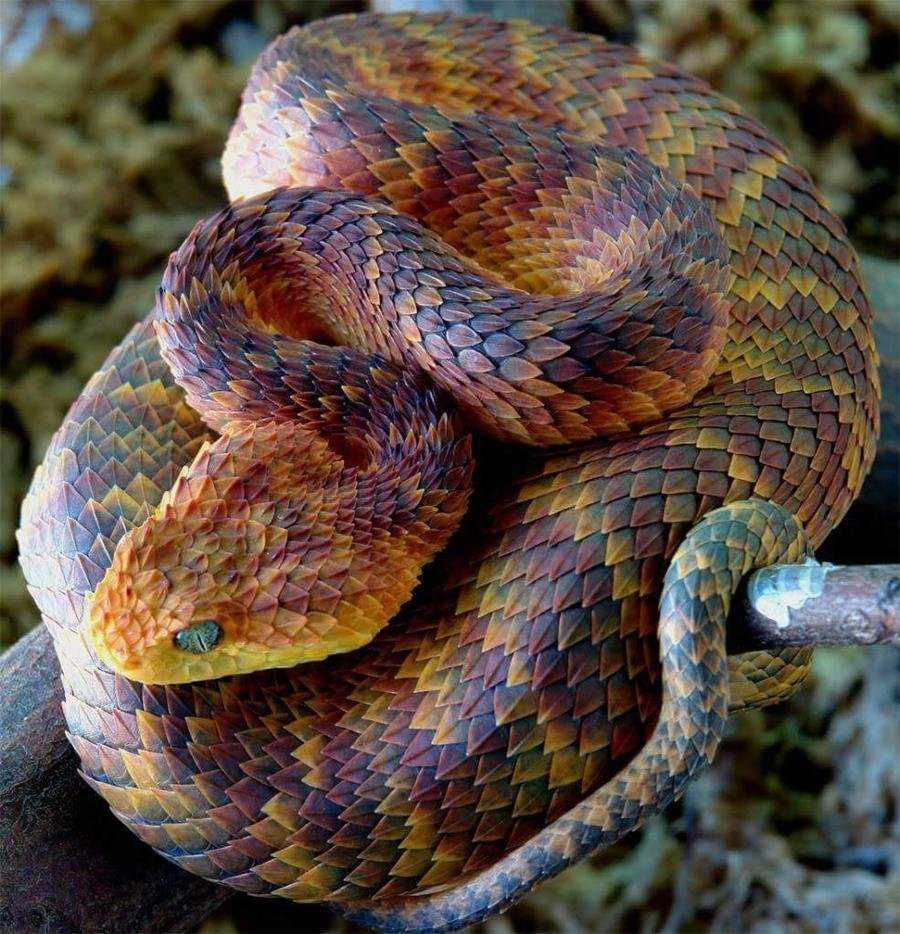 Кустарниковая гадюка (Atheris