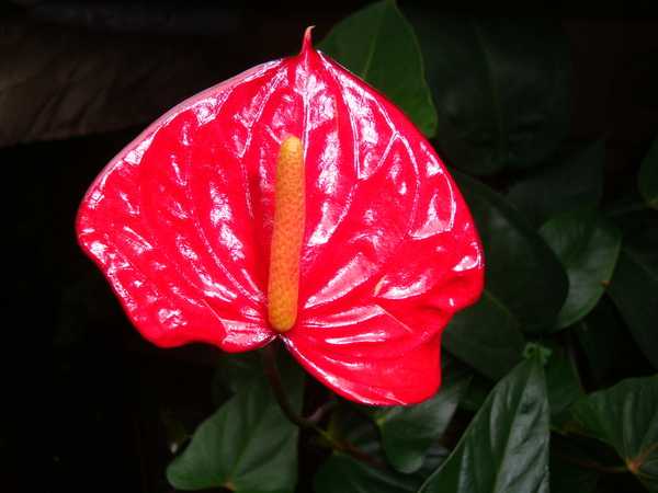 Ком цветы похожие на. Антуриум красные каллы. Антуриум красный Королевский. Красный цветок похожий на каллу. Комнатное растение похожее на каллу.