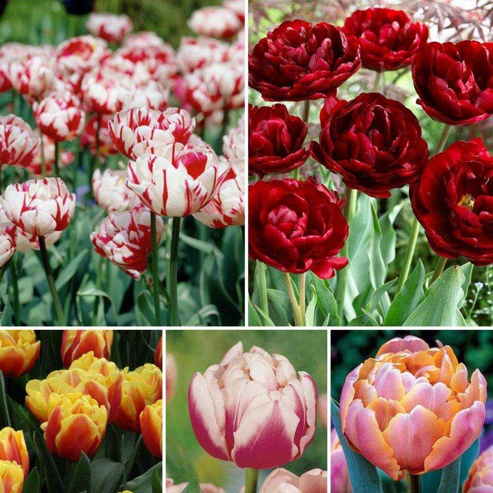 Тюльпаны виды и сорта фото с названиями
