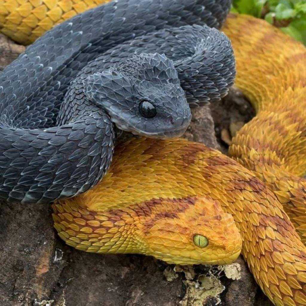 Самые красивые змей в мире. Кустарниковая гадюка (Atheris. Шершавая древесная гадюка (Atheris squamigera). Желтобрюх змея. АТЕРИС сквамигера змея.