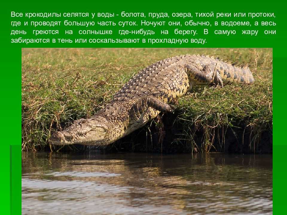 Крокодилы