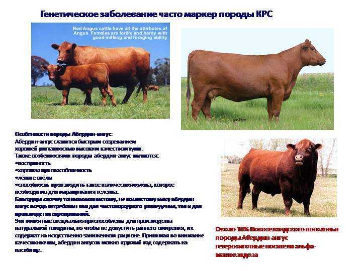 Породы коров — виды, описание, особенности пород