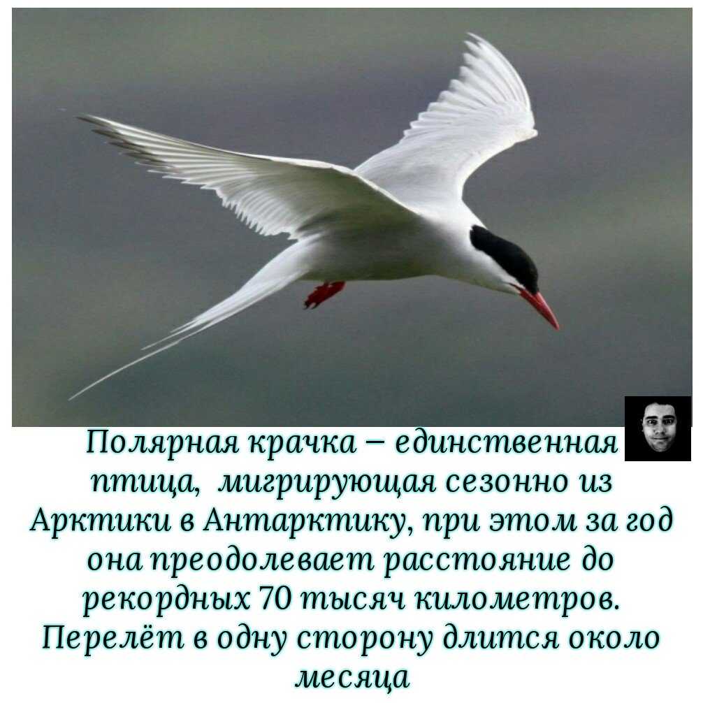 Арктические птицы удивительным образом приспособились к жизни в экстремальных условиях Расскажем про красивых и выносливых птиц Арктики