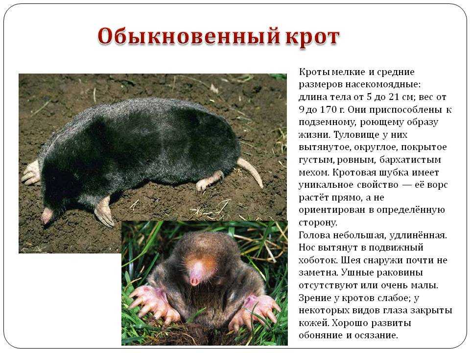 Слепыш ваше имя (обязательно) ваш e-mail (обязательно) тема сообщение пожаловаться ▲▼ проблемыинформация невернаопечатки, неверная орфография и пунктуацияинформация потеряла актуальностьнедостаточно и