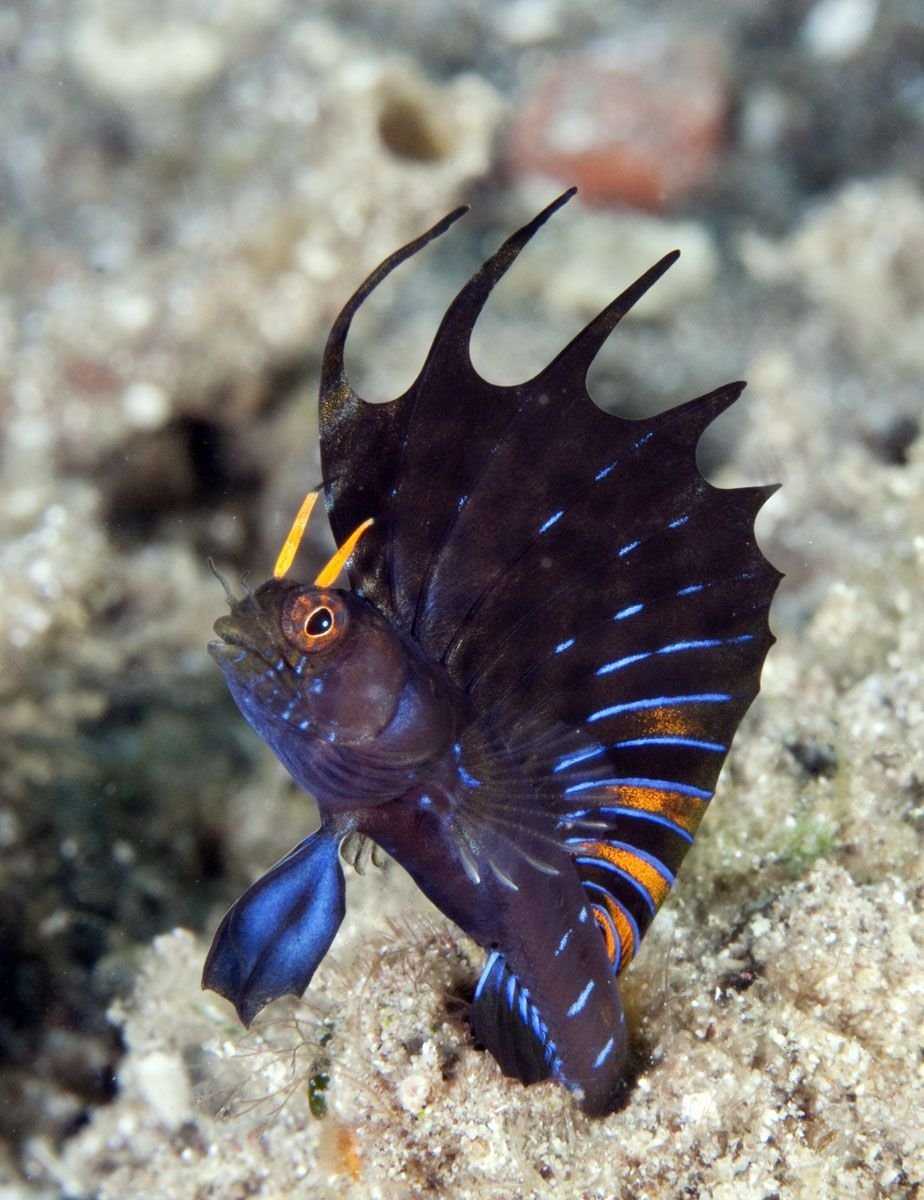 Pictus Blenny