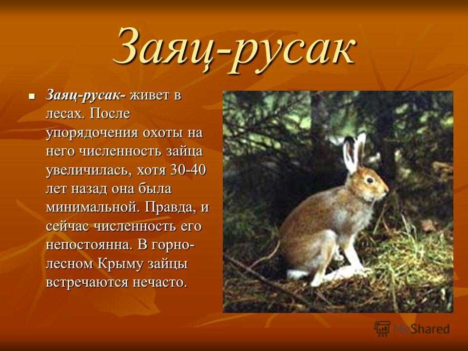 Текст описание русак