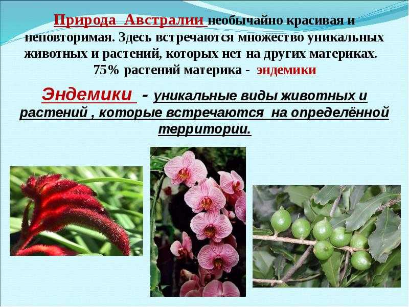 Животные и растения антарктиды, тайны неопознанных видов и интересные факты