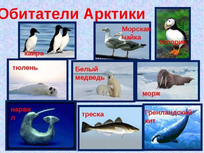 Природа антарктиды
